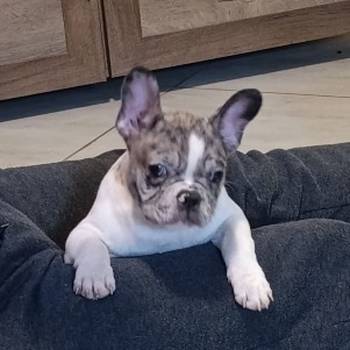 Stenad francuskog buldoga dva merle muzjaka 3.5 meseca