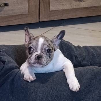 Stenad francuskog buldoga dva merle muzjaka 3.5 meseca