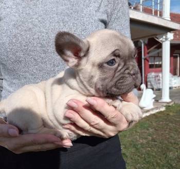 Francuski buldog štenci