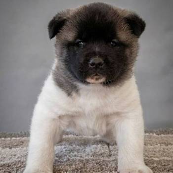 Američka Akita, izuzetni štenci