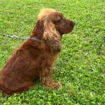 Odrasle ženke kokera