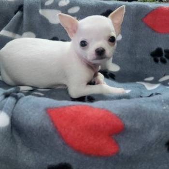 Mini civave oba pola kratkodlaki i dugodlaki