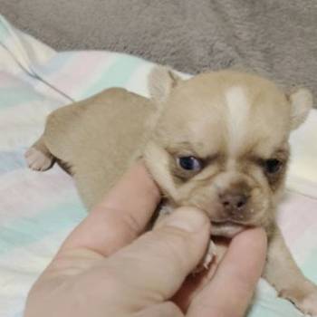 Mini civave oba pola kratkodlaki i dugodlaki