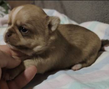 Mini civave oba pola kratkodlaki i dugodlaki