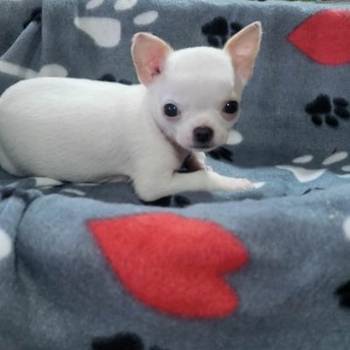 Mini civave oba pola kratkodlaki i dugodlaki