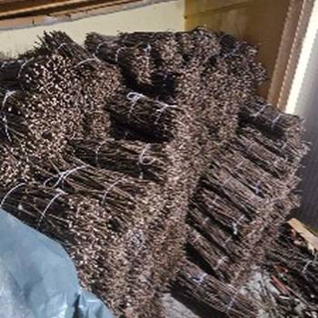 NA prodaju: Isečena Loza 1 KLASE za Kalemljenje (Kober BB)