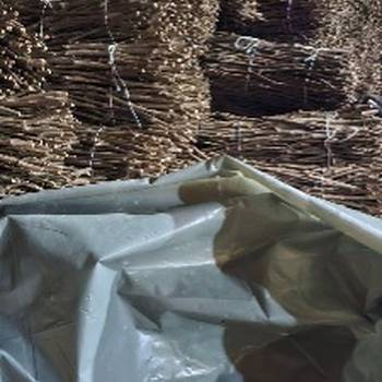 NA prodaju: Isečena Loza 1 KLASE za Kalemljenje (Kober BB)