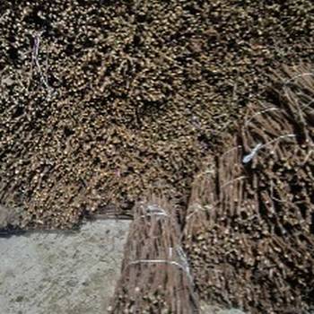 NA prodaju: Isečena Loza 1 KLASE za Kalemljenje (Kober BB)