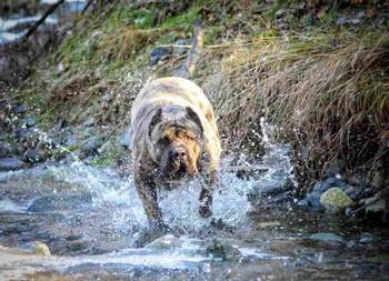 Na prodaju stenci prese kanario, vrhunskog porekla