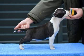 Američki Stafordski terijer štenci