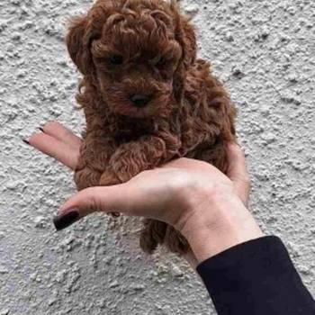 Stenci toy i mini pudle vrhunske genetike