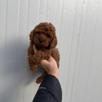 Stenci toy i mini pudle vrhunske genetike