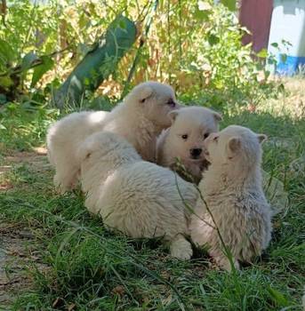 Nemački špic, prelepi beli štenci