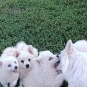 Nemački špic, prelepi beli štenci