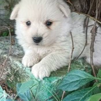 Nemački špic, prelepi beli štenci