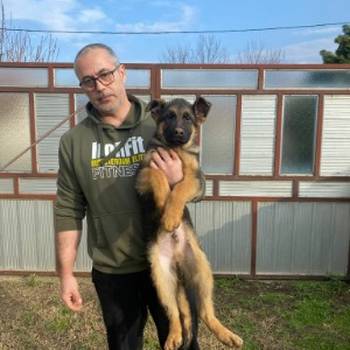 Nemački ovčar kratkodlaki, štenci u ponudi