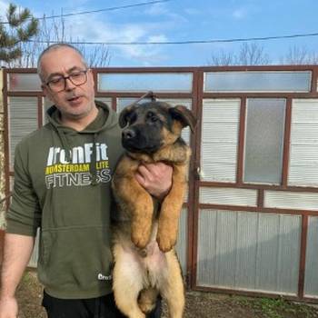 Nemački ovčar kratkodlaki, štenci u ponudi