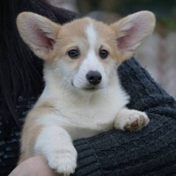 Velški Korgi Welsh Corgi Pembroke