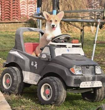 Velški Korgi Welsh Corgi Pembroke