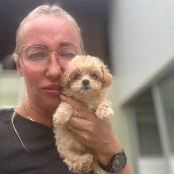 Maltipoo vrhunske genetike