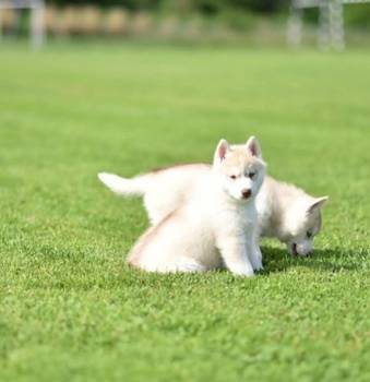 Sibirski haski štenci