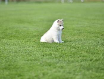 Sibirski haski štenci