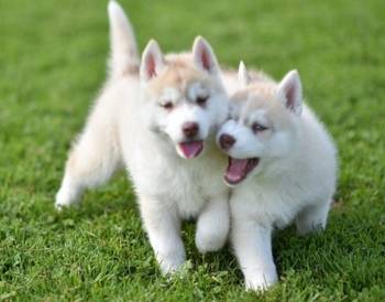 Sibirski haski štenci