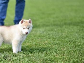 Sibirski haski štenci