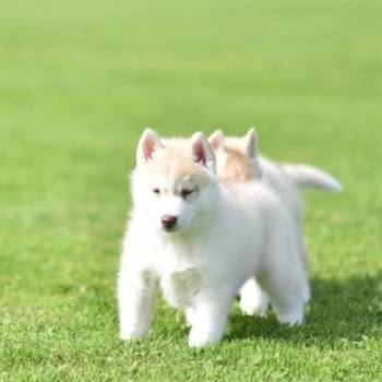 Sibirski haski štenci