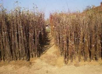 Rasadnik nastic SAŠE prodaja voćnih sadnica za prolećnu sadnju