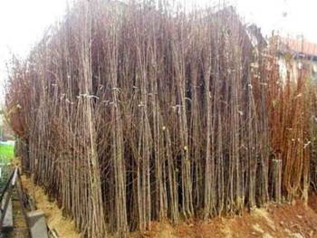 Sadnice za prolećnu sadnju