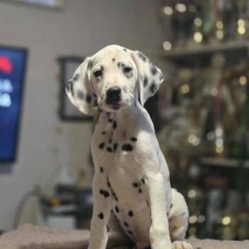 Dalmatinski pas, vrhunski štenci