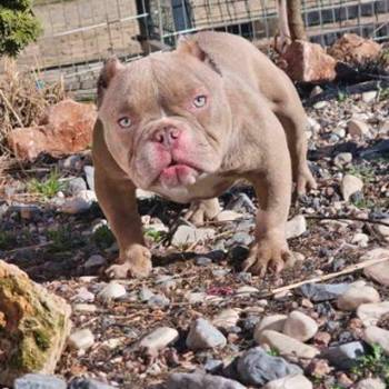 Zenka american bully poket u egzotic boji