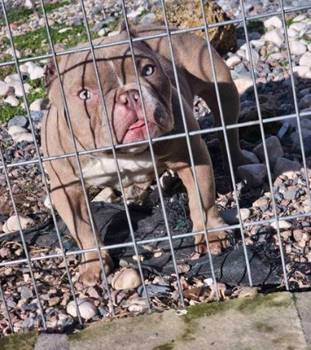 Zenka american bully poket u egzotic boji