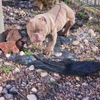 Zenka american bully poket u egzotic boji