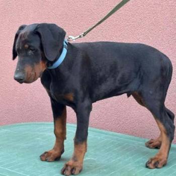 Doberman muško štene