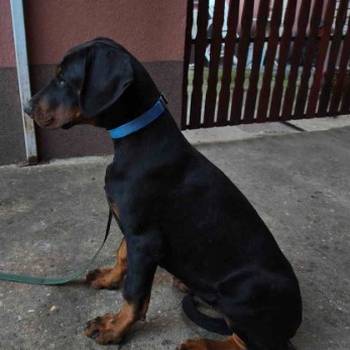 Doberman muško štene