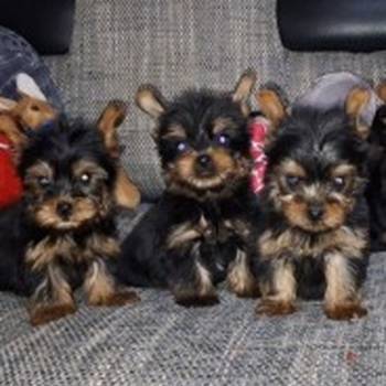 Jorksirski terijer stenci