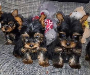 Jorksirski terijer stenci