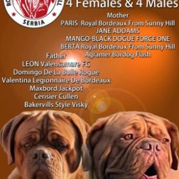 Bordoška Doga prelepi štenci