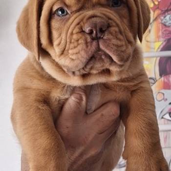 Bordoška Doga prelepi štenci