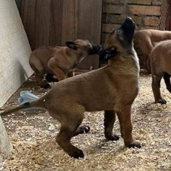 Belgijski Ovčar Malinoa