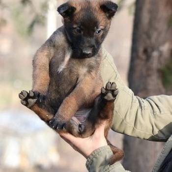Belgijski Ovčar Malinoa