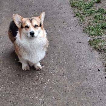 Velški Korgi Pembrok