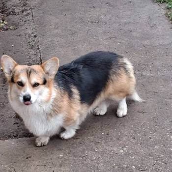 Velški Korgi Pembrok