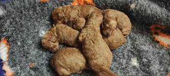 Crvena pudla, stenci