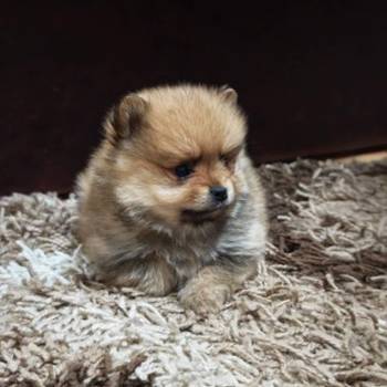 Štenci pomeranskog špica prelepog krzna