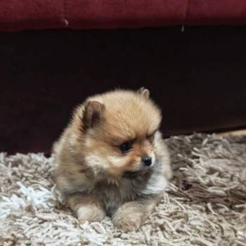 Štenci pomeranskog špica prelepog krzna