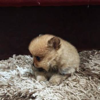 Štenci pomeranskog špica prelepog krzna