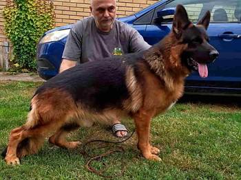 Nemački ovčar štenci